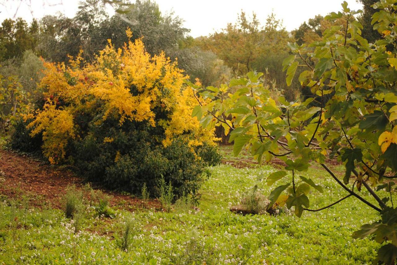 Il Giardino Di Viola Bed & Breakfast Ceglie Messapica Exterior foto